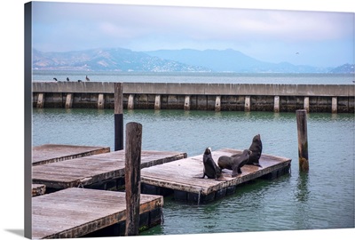 Sea Lions Gather On Pier 39, San Francisco