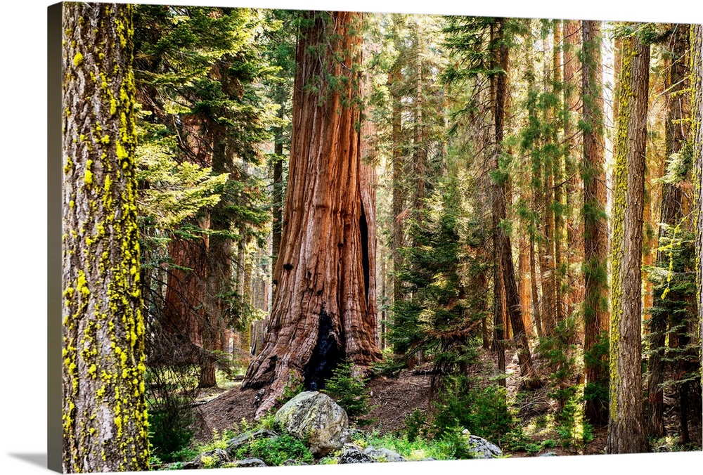 View of Sequoia trees in Sequoia National Park, California.