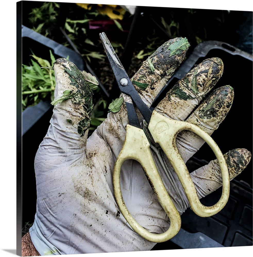 Close up shot of a pair of shears in the hands of a member of production staff, Cannabis cultivation facility, Colorado