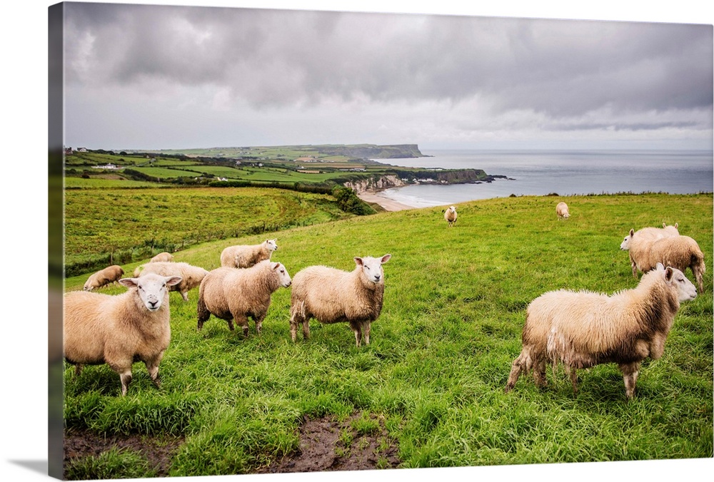 Photograph of sheep in a field on the coast in County Antrim, Northern Ireland.