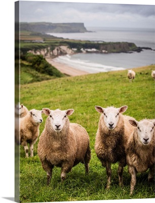 Sheep on the Coast, County Antrim, Northern Ireland, UK - Vertical