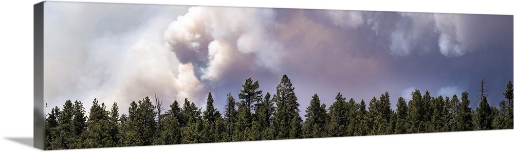 The sky over a line of pine trees fills with dark smoke from the Brian Head forest fire in Utah.