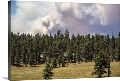 Smoke from the Brian Head fire darkens the sky over a pine forest in Utah
