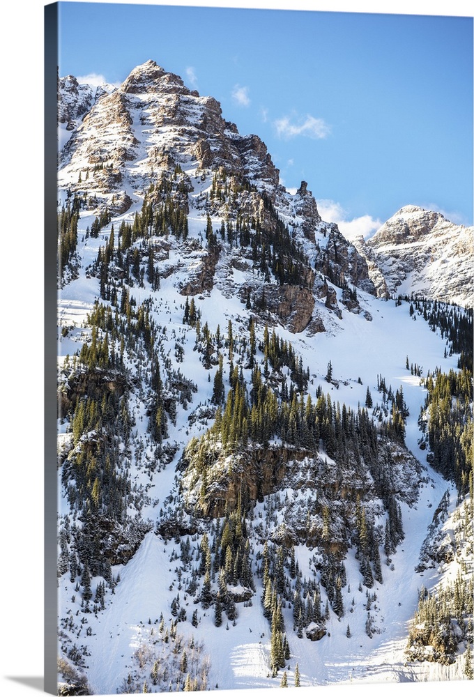 Snow and pine trees on the mountainside under a blue sky, Maroon Bells, Colorado.