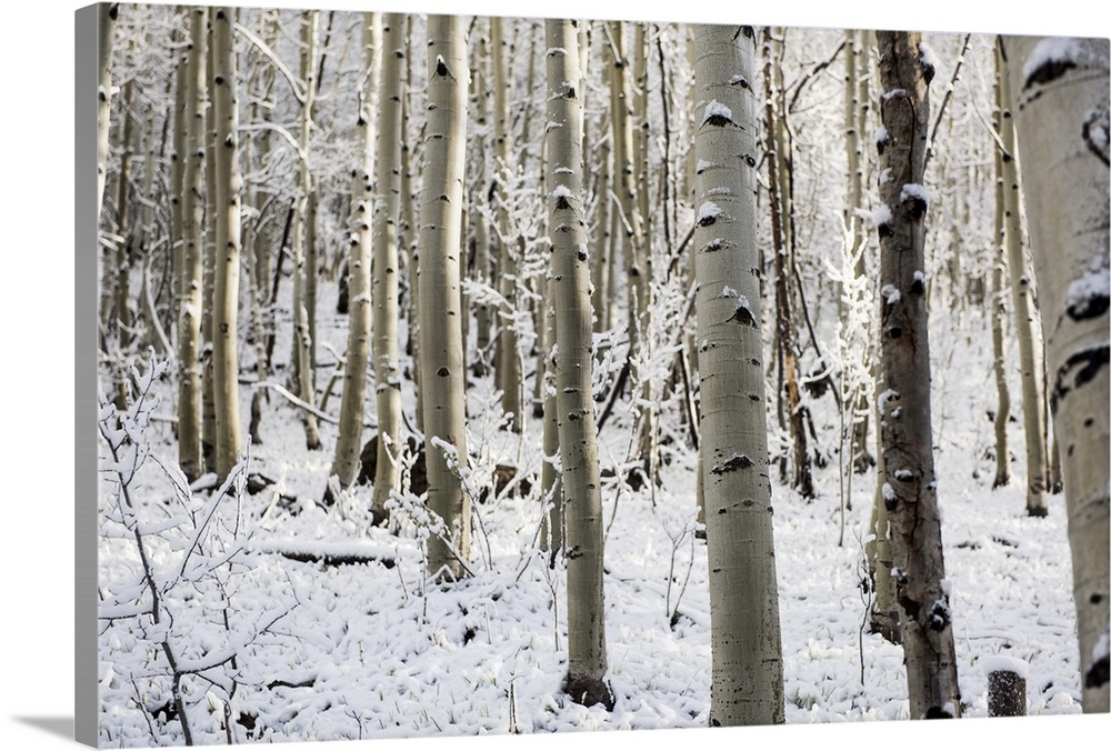 A forest of birch trees with summer snow in Aspen, Colorado.