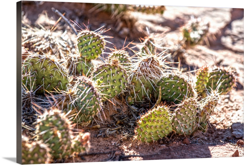 Sunlight on the long spines of a Prickly Pear Cactus plant in Canyonlands National Park, Utah.