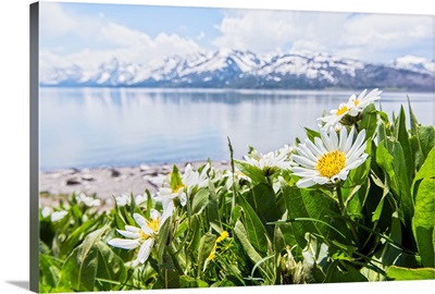 Spring Flowers at the Grand Tetons
