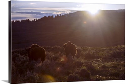Sun Peeking Over Mountain Ridge With Bison, Yellowstone National Park