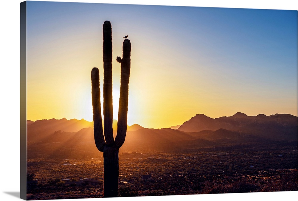 Sun peeking through Saguaro cactus at sunset in Phoenix, Arizona.