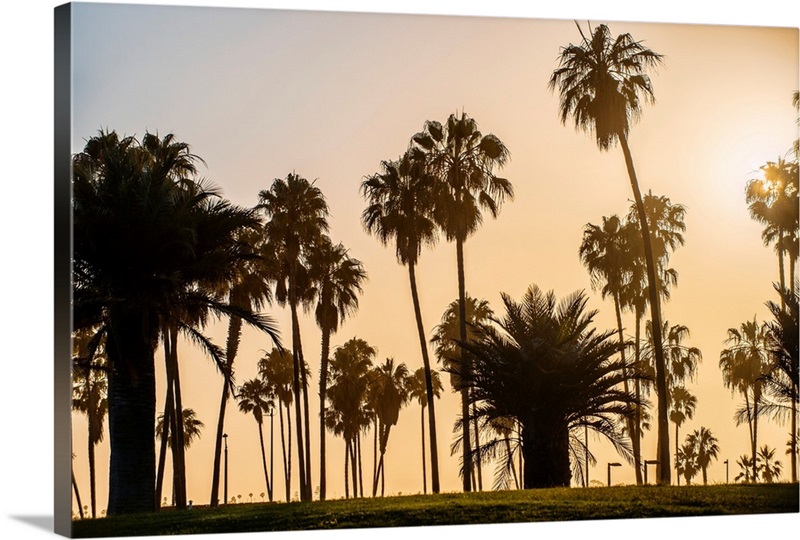 Sunset Palm Trees In San Diego, California Great Big Canvas