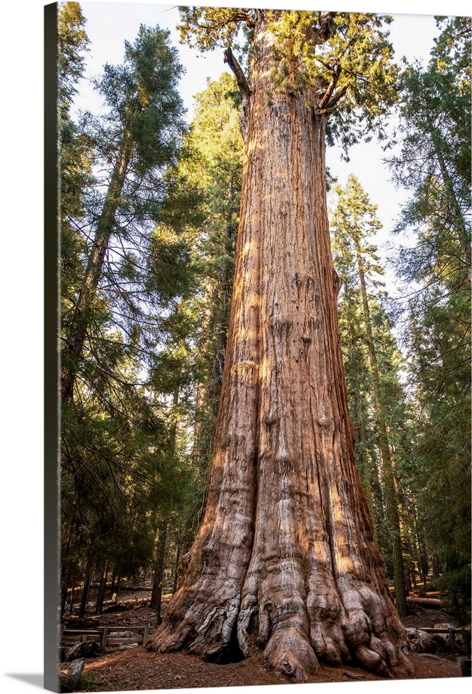 The General Sherman Tree is the world's largest tree, measured by volume.