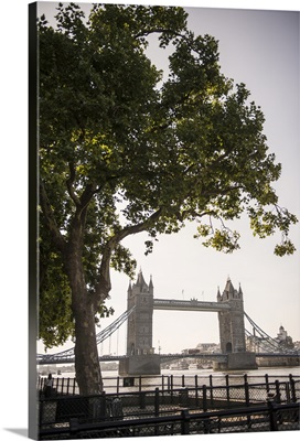 Tower Bridge With a Tree, London, England, UK