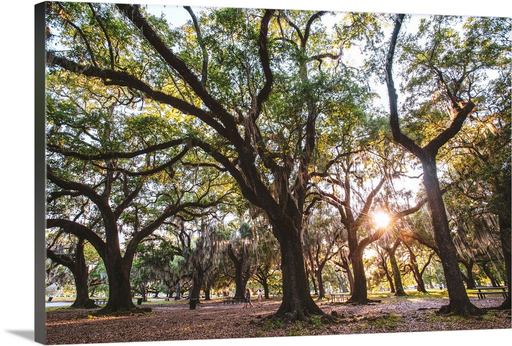 Old trees fill a New Orleans park in Louisiana.