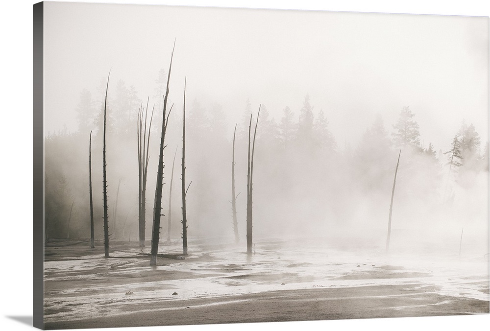 Trees peaking though the steam rolling off of the hot springs at Yellowstone National Park.