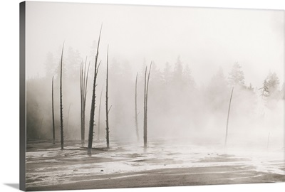 Trees Through The Mist