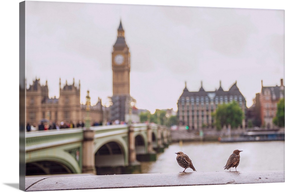 Photograph of two birds perched on a ledge in front of the River Thames with Big Ben blurred in the background.