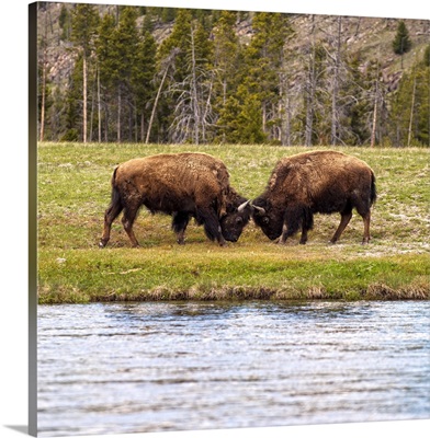 Two Bison at Water
