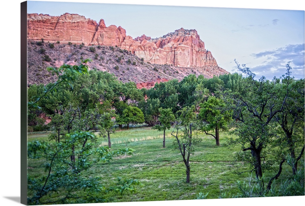 View of Capitol Reef Rock Ridges near Cohab Canyon from Fruita's Orchards in Capitol Reef National Park, Utah.