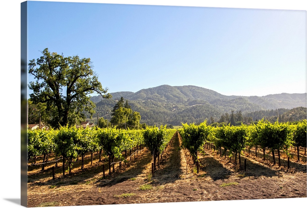 Photograph of rows of grapes at a vineyard in Napa Valley, California, with rolling hills in the background.