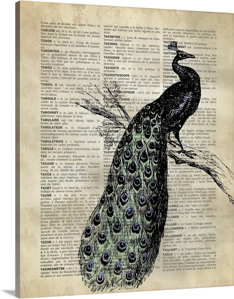 Vintage Dictionary Art: Peacock | Large Canvas Art Print | Great Big Canvas
