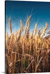 Wheat Fields And Blue Skies, Banff National Park, Alberta, Canada image thumbnail