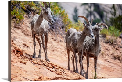 Wild Mountain Goats, Zion National Park, Utah