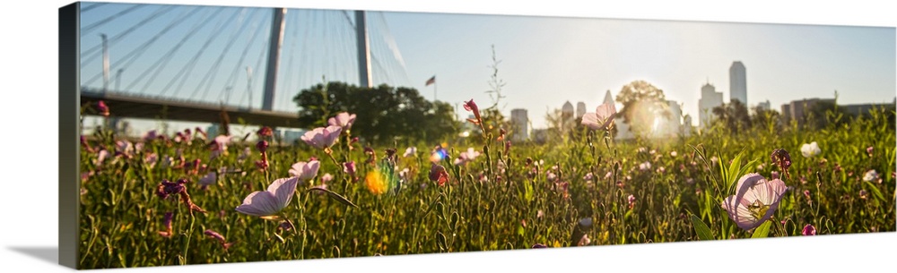 Wildflowers fill the foreground with Margaret Hunt Hill bridge and Dallas city in the background.