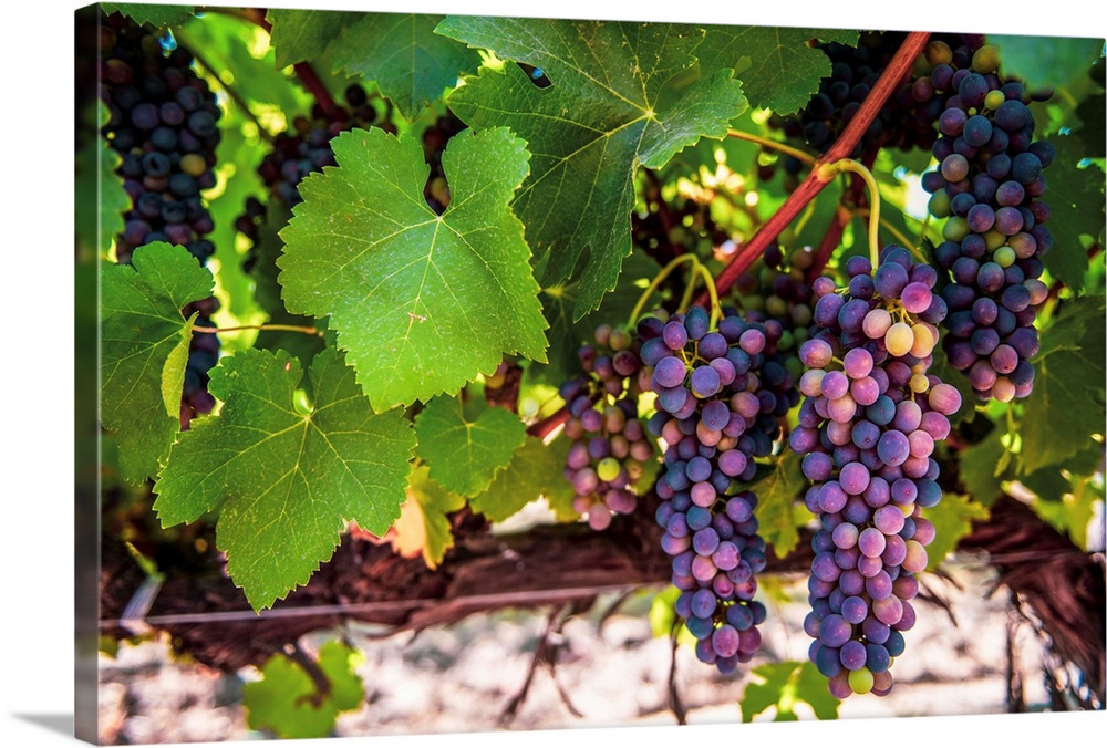 Groups of wine grapes hang from a grapevine in San Francisco.