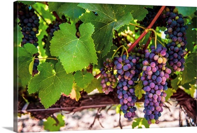 Wine Grapes Hang From Vine, San Francisco