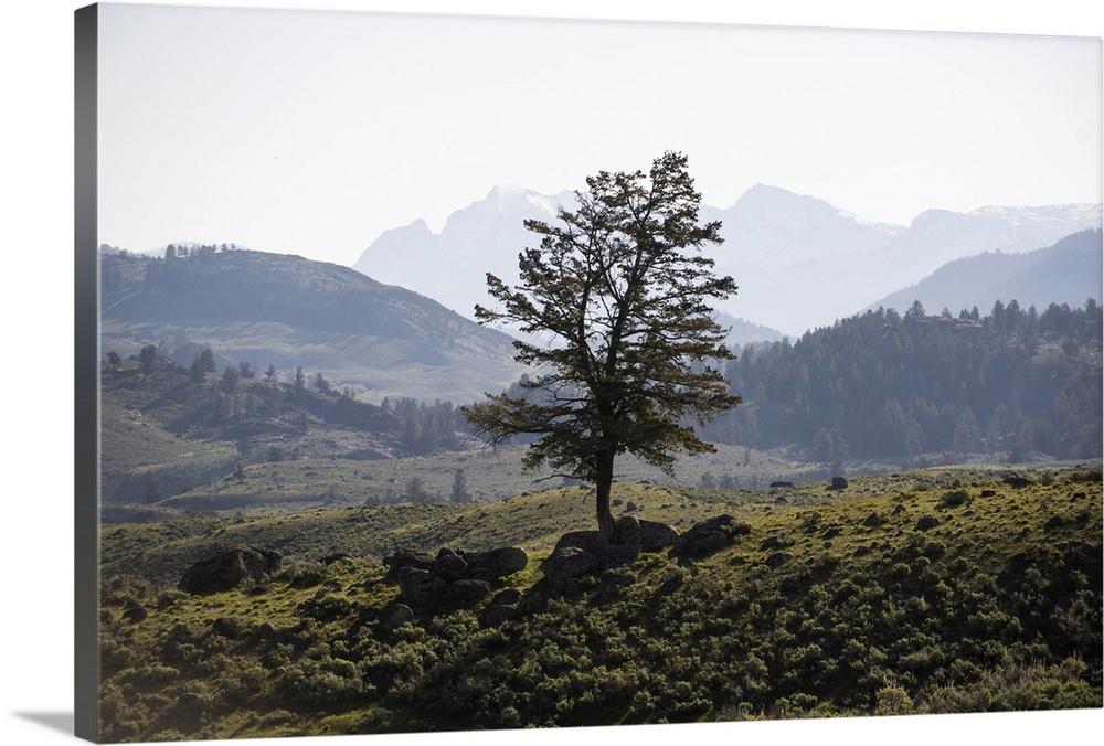 A lone tree with a mountainous landscape in the background.