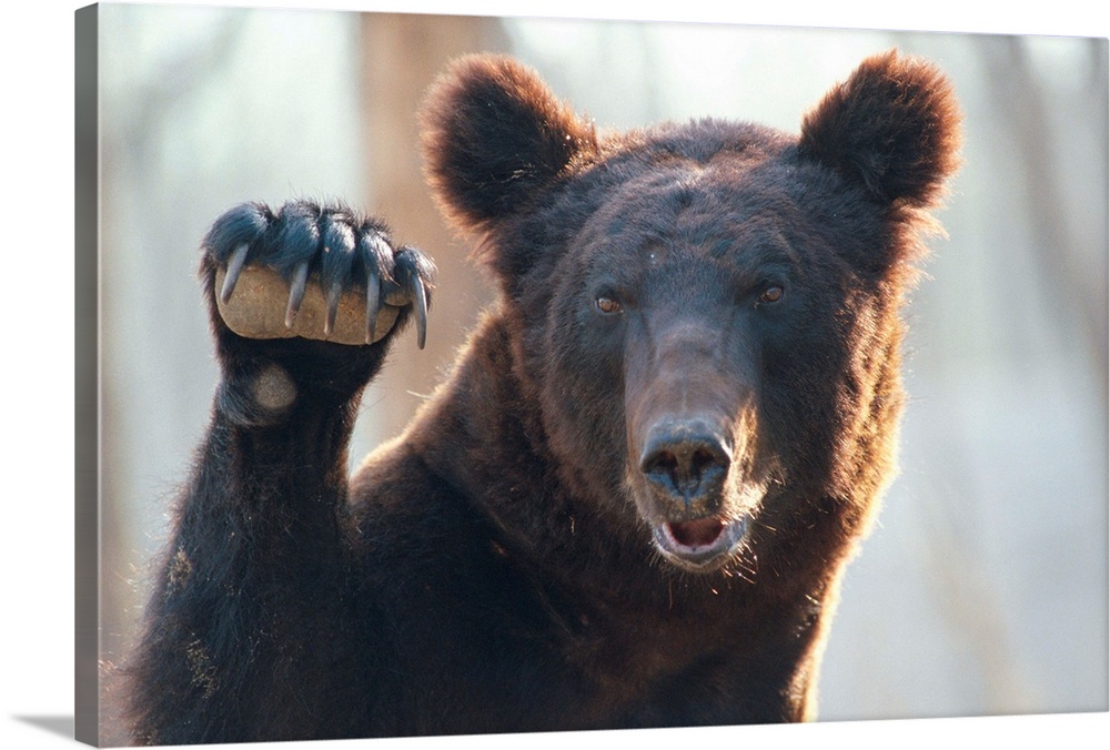 A close up of a bear with paw raised and claws exposed.