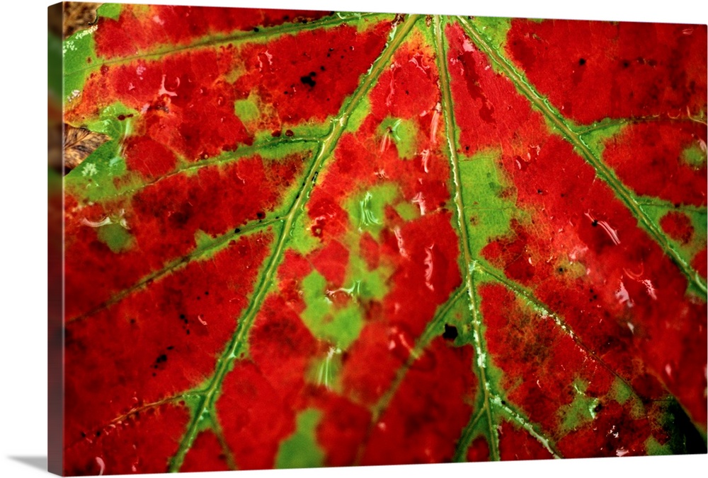A close view of the natural pattern and vibrant color of an autumn leaf.