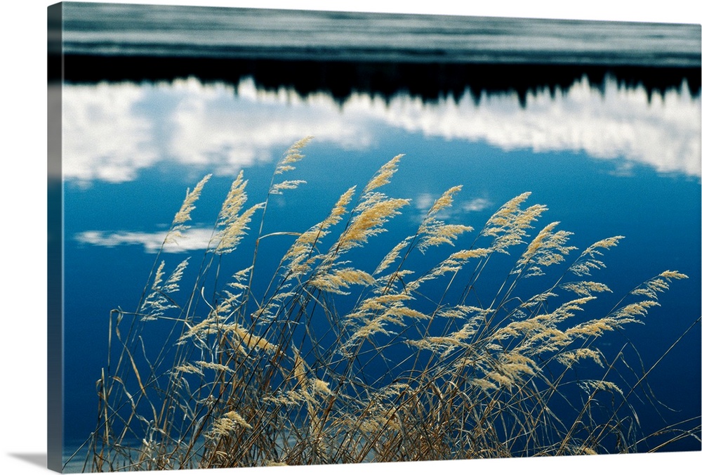 A clump of grasses is framed by reflections of sky and trees in the lake, Bighorn National Forest, Wyoming