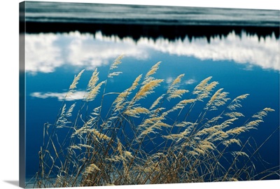A clump of grasses is framed by reflections of sky and trees in the lake, Bighorn National Forest, Wyoming