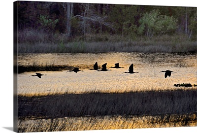 A flock of ibis fly over the sunset colored marsh