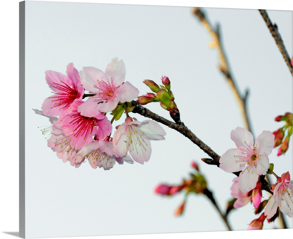 A Japanese cherry tree bursts forth in blossoms.