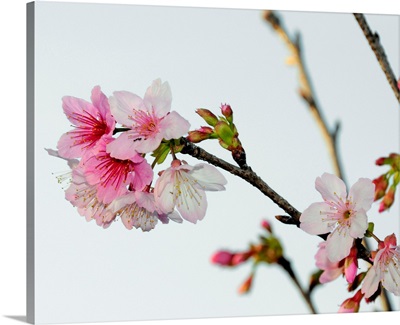 A Japanese cherry tree bursts forth in blossoms