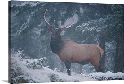 A magnificent bull elk stands amidst a snowfall in the Vermilion Lakes area, Banff National Park, Alberta, Canada