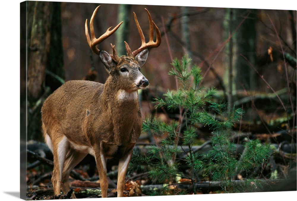 National Geographic photograph of a large antlered deer in the forest.