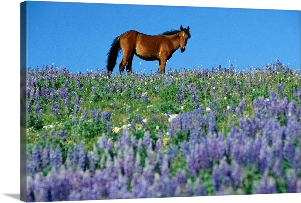 Horizontal, oversized photograph from the National Geographic Collection of a brown wild horse standing against a blue sky...