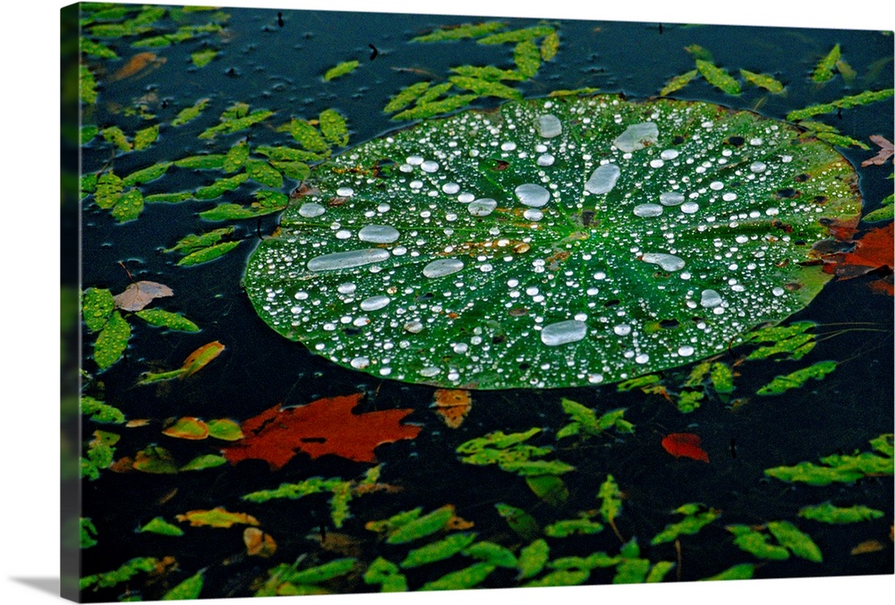 A water lily pad holds droplets of rain