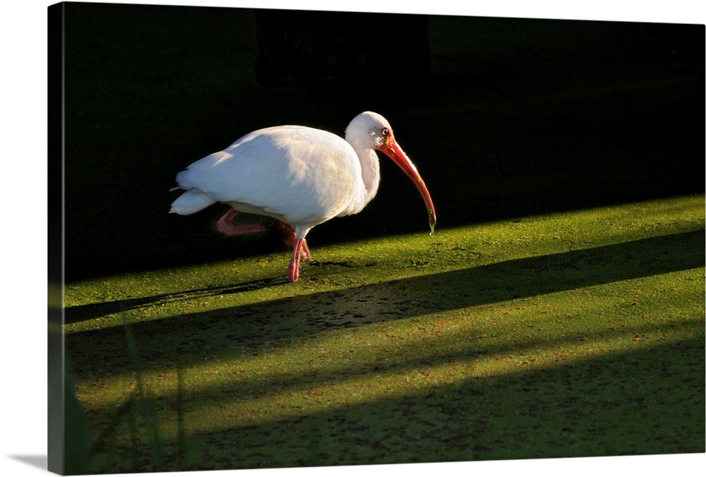 A white ibis hunts for food in shallow duckweed-covered water.