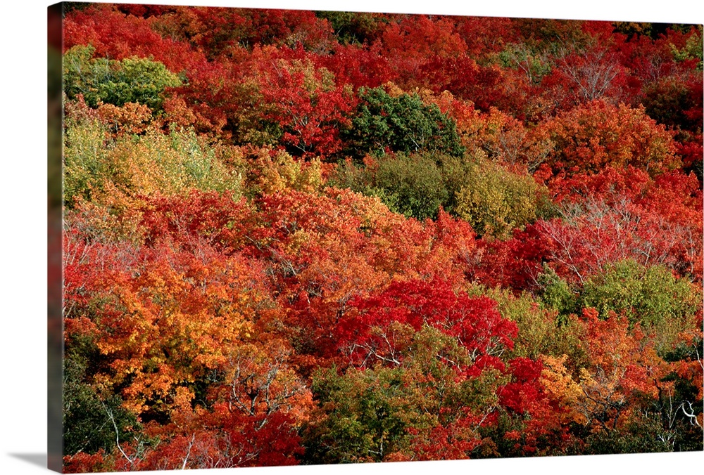An aerial view of an autumnal forest.