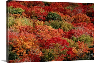 An aerial view of an autumnal forest