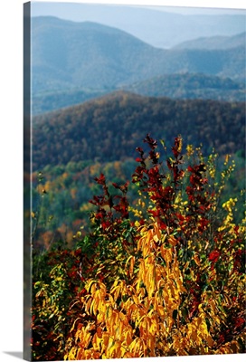 An autumn colored cherry tree with view of Blue Ridge Mountains