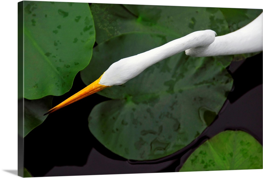 An orange-beaked great white egret hunting among wetland lily pads.