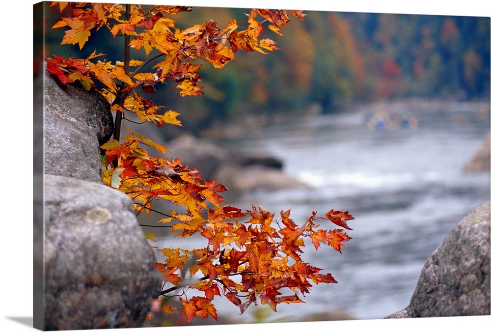 Autumn hues and large boulders along the Gauley River.