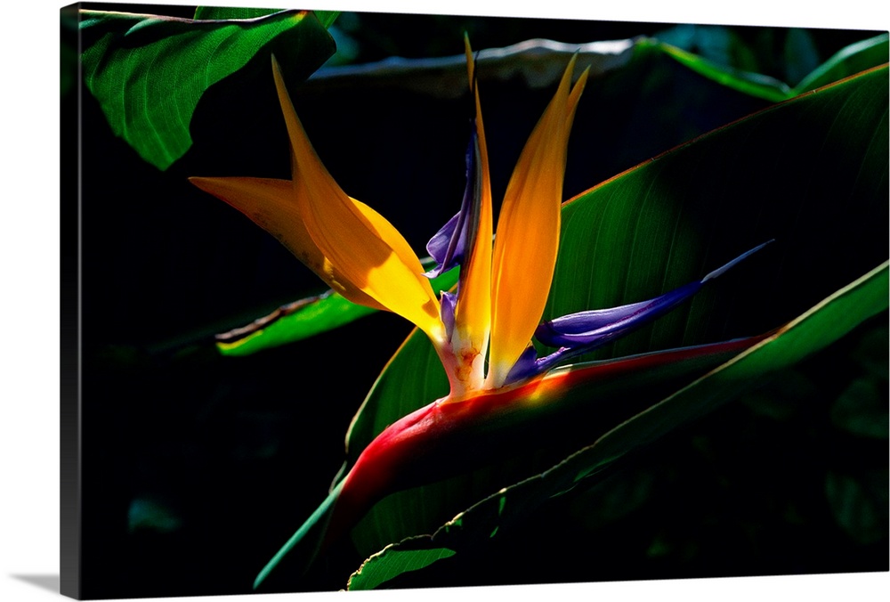 From the National Geographic Collection, this huge close-up photograph showcases a bird of paradise flower on Captiva Isla...