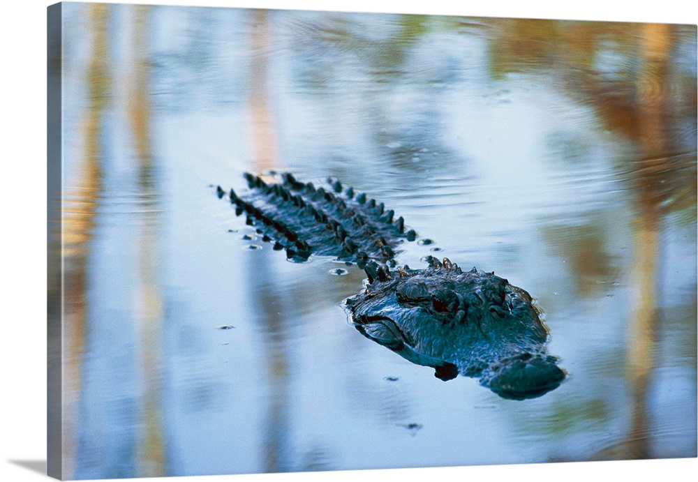An American alligator floats half-submerged in waters at Brookgreen Gardens wil dlife park.