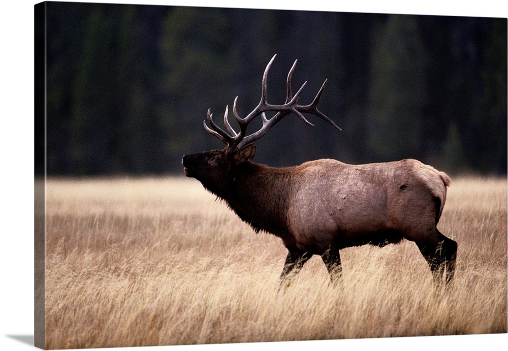 Bull elk (Cervus elaphus).